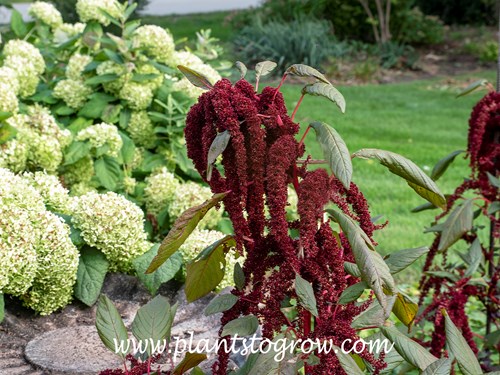 'Hopi Red Dye' Amaranth (Amaranthus cruentus x powellii) 
The knotted appaearnce of the flower.